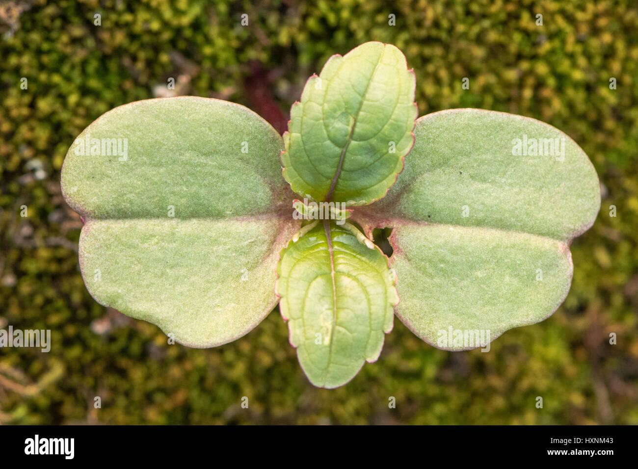 Indisches Springkraut (Impatiens Glandulifera) Sämling. Kleinen Sämling des Werks in Familie Balsaminaceae, die ein invasives Unkraut geworden ist Stockfoto