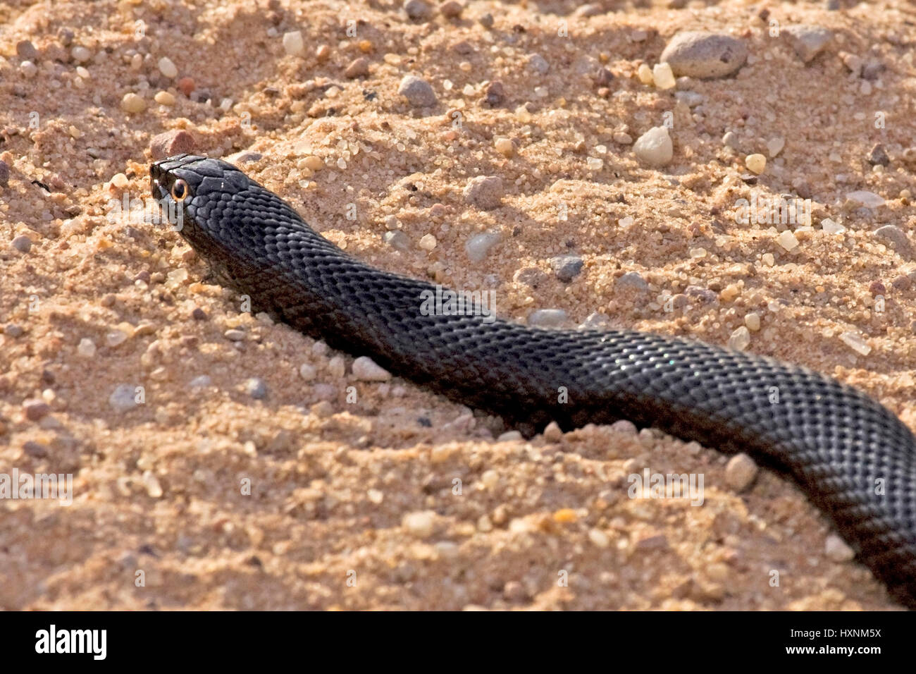 Maulwurf-Warteschlange, afrikanischen Maulwurf Schlange - Pseudaspis Cana Maulwurfschlange | Afrikanischen Maulwurf Schlange - Pseudaspis Cana Maulwurfsnatter Kalahari Gemsbock NP, Süd Stockfoto