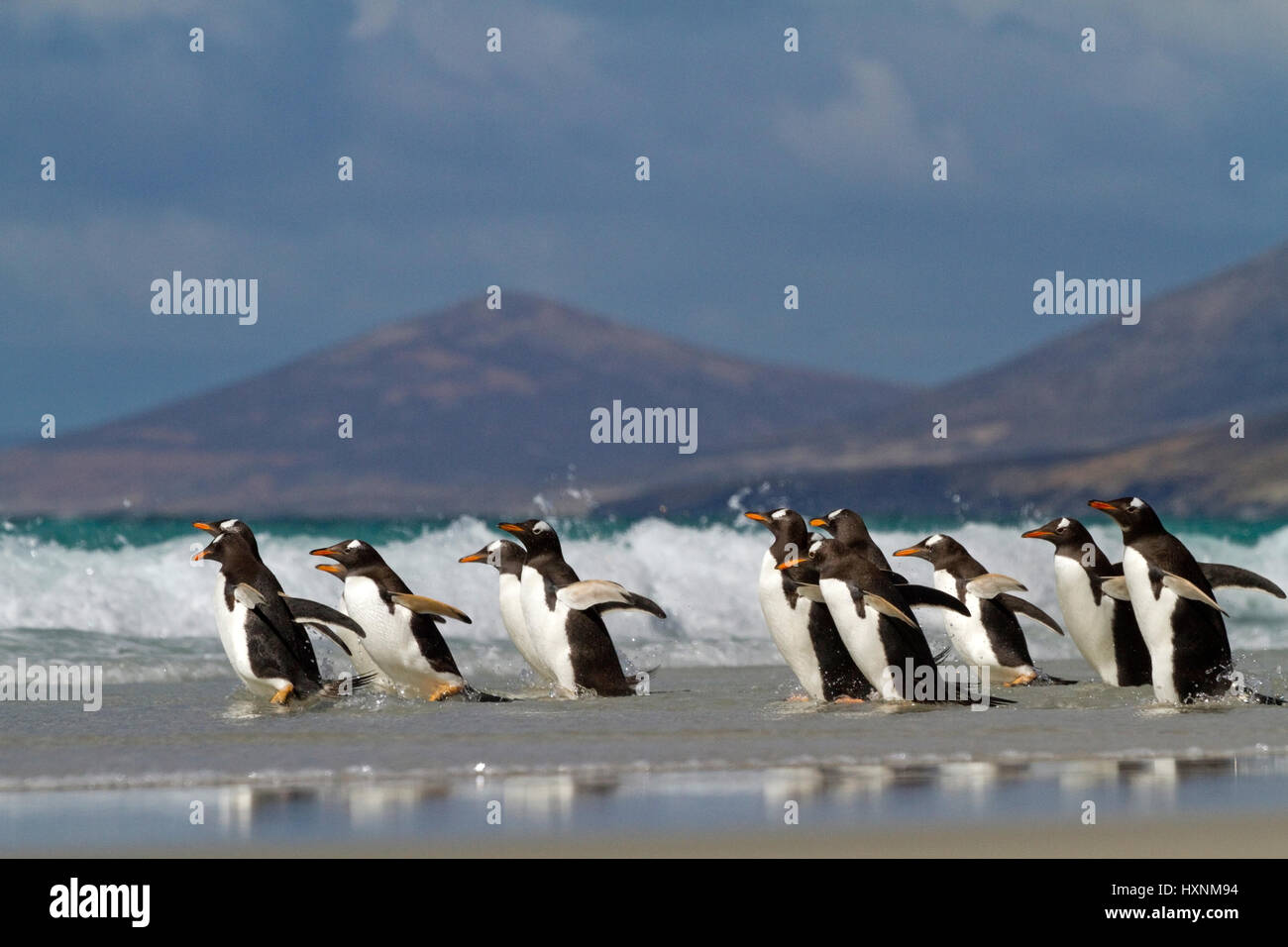Esel-Pinguin - Falkland-Inseln, Eselspinguin - Falkland Inseln Stockfoto