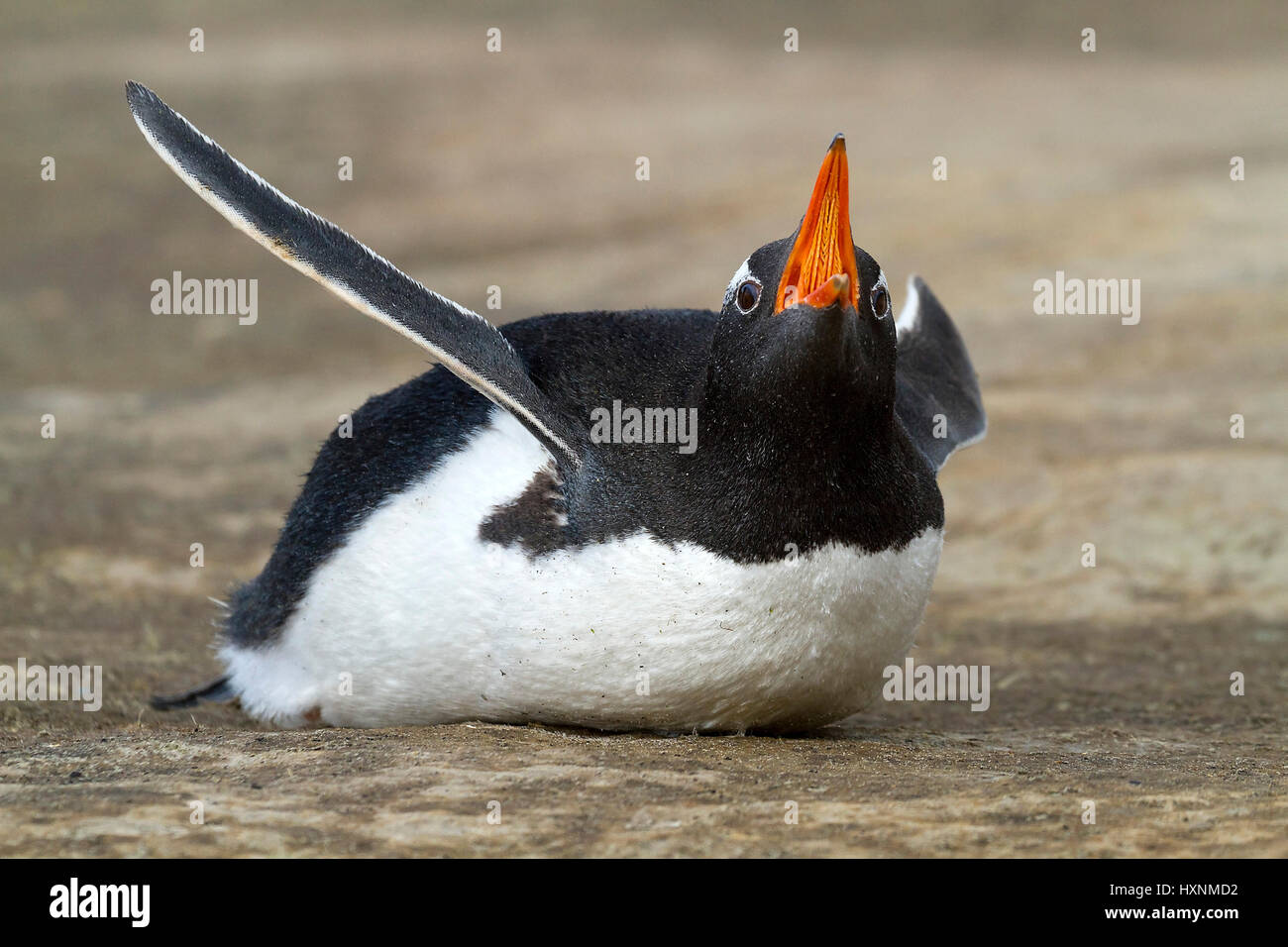 Esel-Pinguin - Antarktis, Eselspinguin - Antarktis Stockfoto