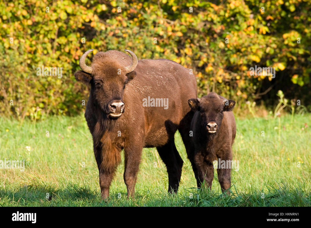 Bison Kuh mit Kalb, Masuren, Pole, Wisent Kuh Mit Kalb, Masuren, Polen Stockfoto