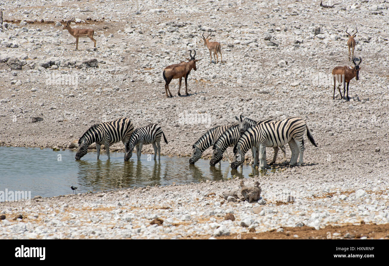 Burchell Zebra: Equus Burchellii. Etosha, Namibia. Trinken am Wasserloch. Stockfoto