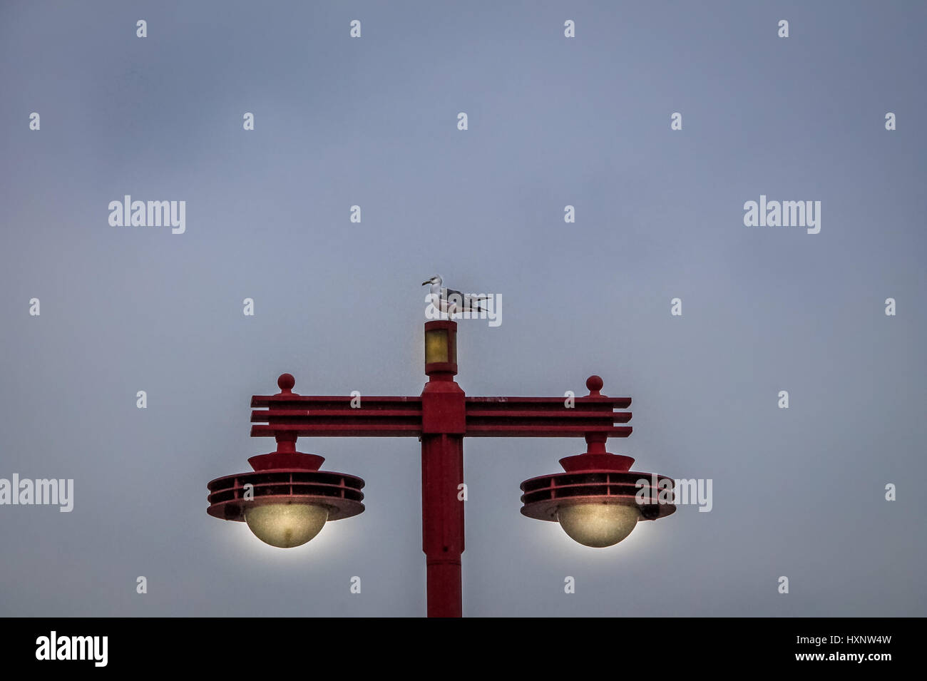 Möwe stehend auf einer japanischen Eletric Lampe - Tokio, Japan Stockfoto