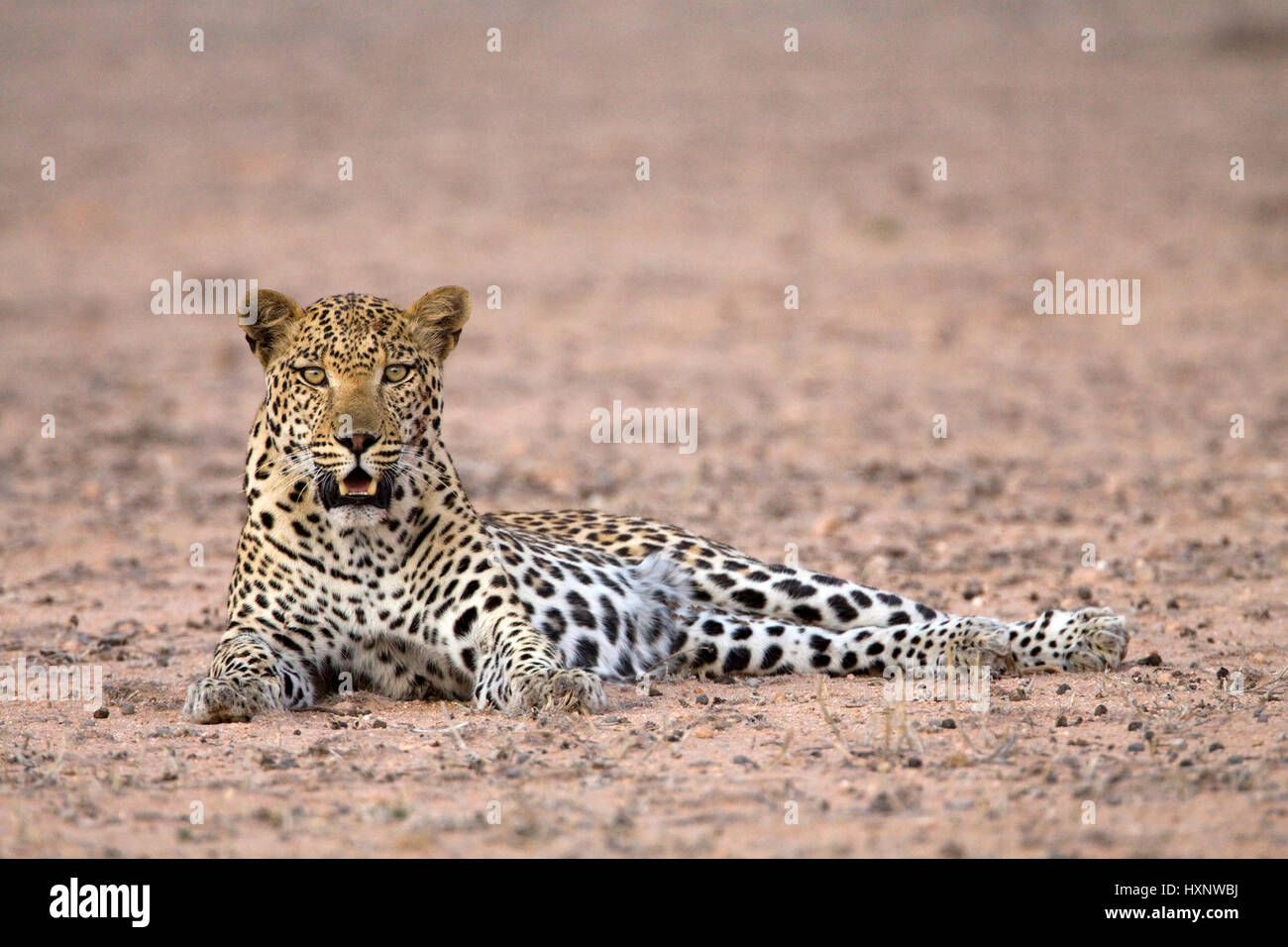 Leopard, Panthera Pardus - Leopard, Leopard | Panthera Pardus - Leopard Leopard Maennchen Ruhend Kalahari Gemsbock NP, Suedafrika Stockfoto