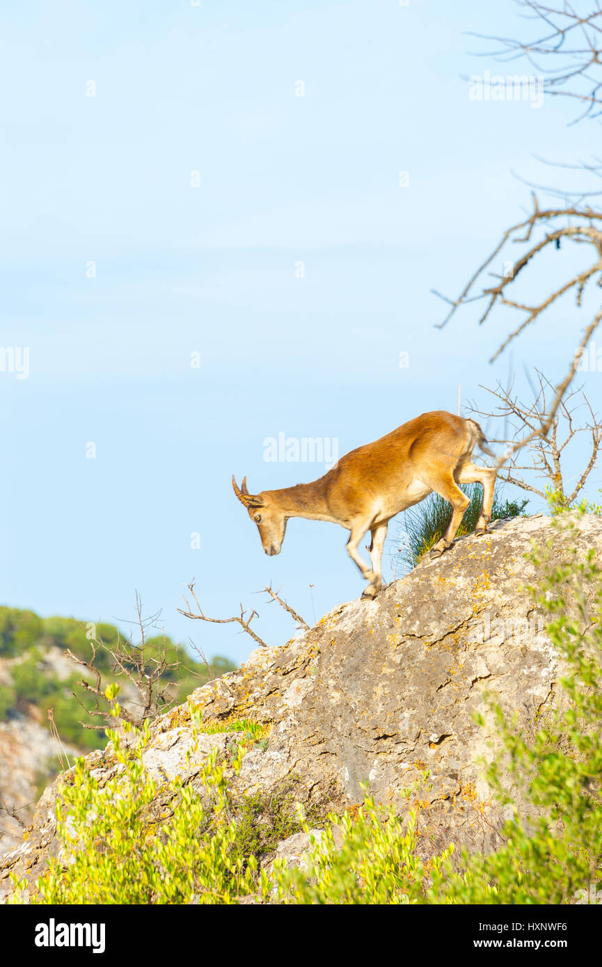 Spanische Ibex in den Bergen, Spanisch Steinbock, Capra pyrenaica, Garganta Verde, Naturpark Sierra de Grazalema, Andalusien, Spanien Stockfoto