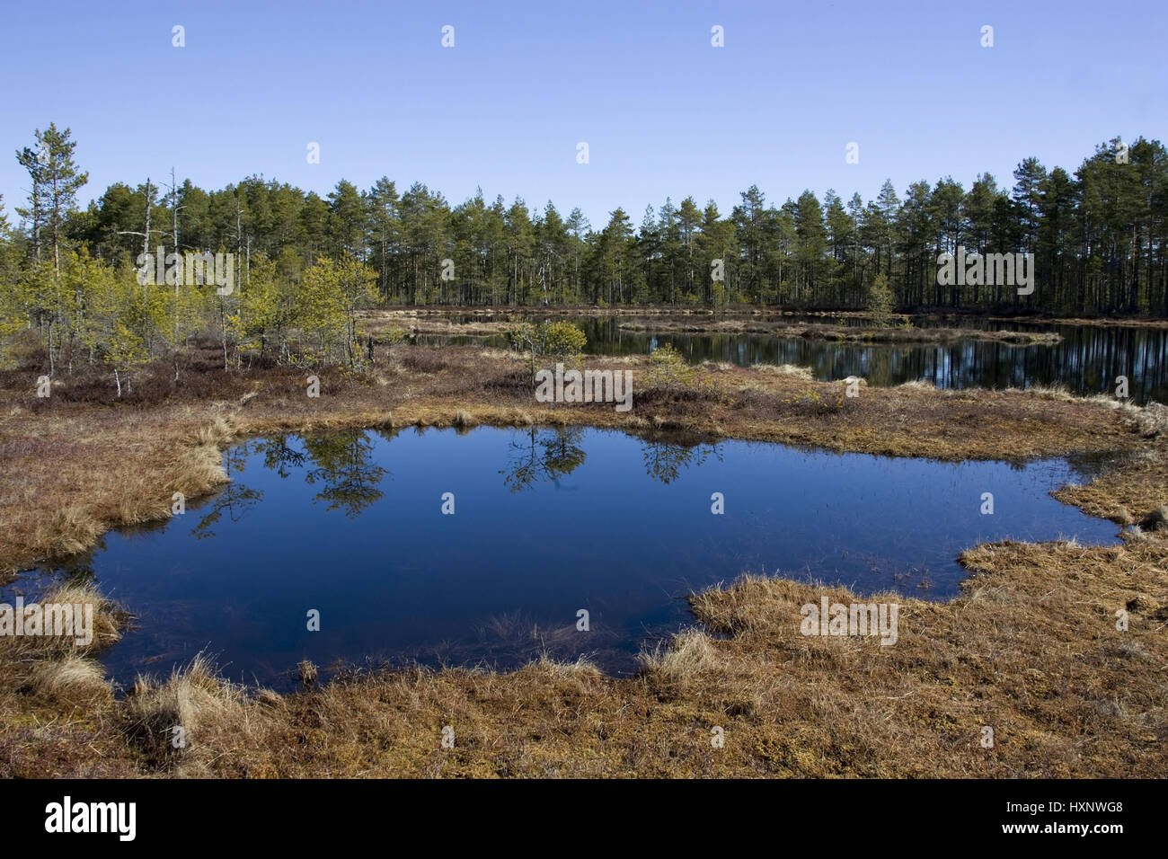 Moorsee, Meer, Moorsee moor | Moor-Meer Stockfoto