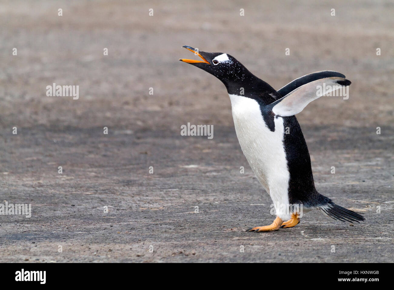 Esel-Pinguin - Falkland-Inseln, Eselspinguin - Falkland Inseln Stockfoto
