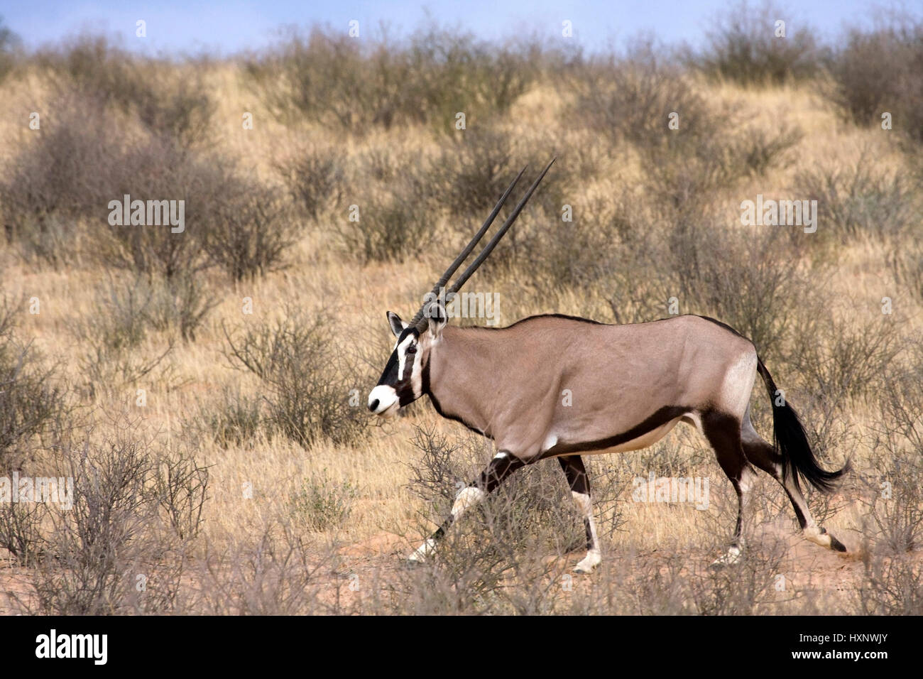 Spieß Ziege, Oryx Gazella g. - Oryx Gemsbok, Spiessbock | Oryx Gazella g. - Oryx Gemsbok Spiessbock Maennchen Laufend Kalahari Gemsbock NP, Suedafrika Stockfoto