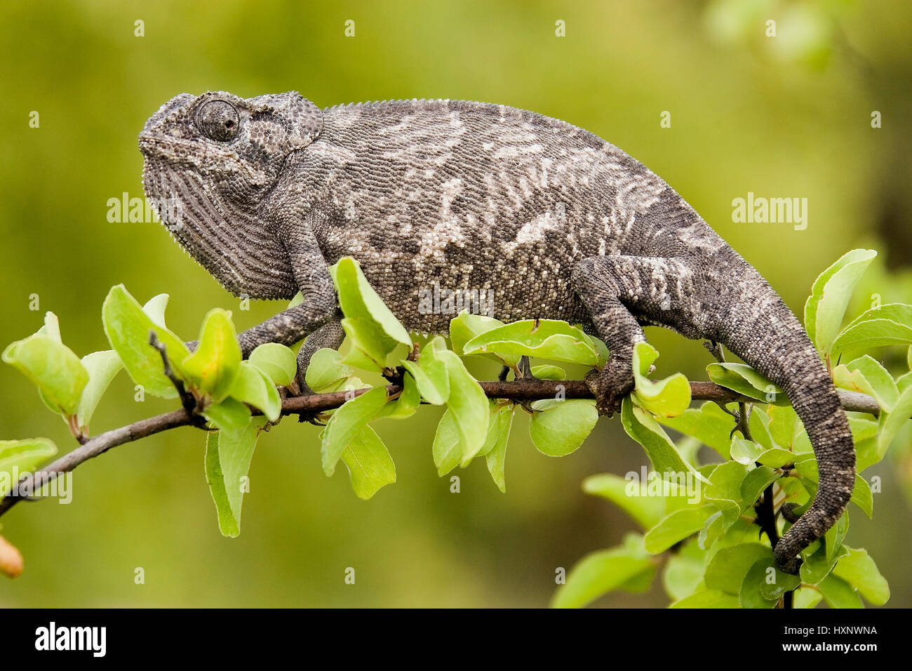 Tücher Chamäleon, Chamaeleo Dilepis - Klappe necked Chamäleon, Chamaeleon Leppan | Chamaeleo Dilepis - Klappe necked Chamäleon Haelt Ausschau Nach Beute Stockfoto