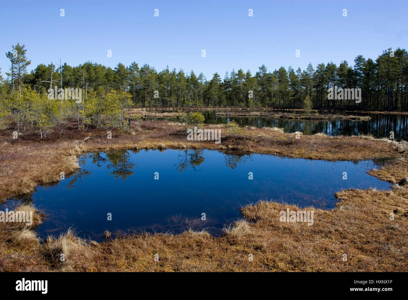 Moorsee, Meer, Moorsee moor | Moor-Meer Stockfoto