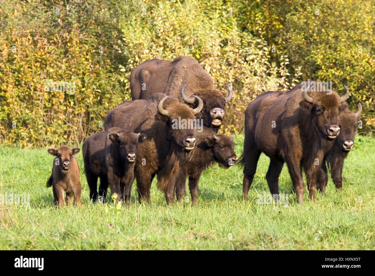 Bisons mit Kälbern, Masuren, Pole, Wisente Mit Kaelbern, Masuren, Polen Stockfoto