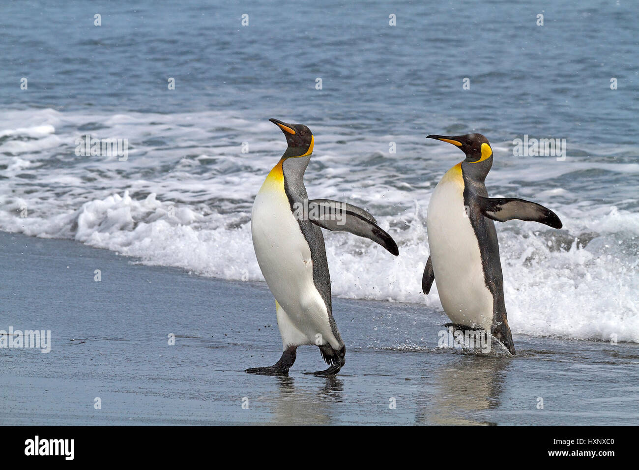 Des Königs Pinguine - Suedgeorgien - Antarktis, Koenigspinguine - Suedgeorgien - Antarktis Stockfoto