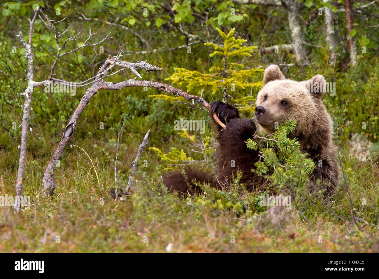 Braunbär, Finnland, Tier Stockfoto