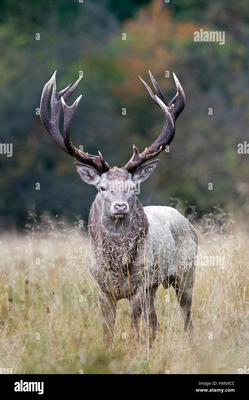 Weißer Hirsch in der Brunft, Weisser Rothirsch in der Brunft Dänemark ...