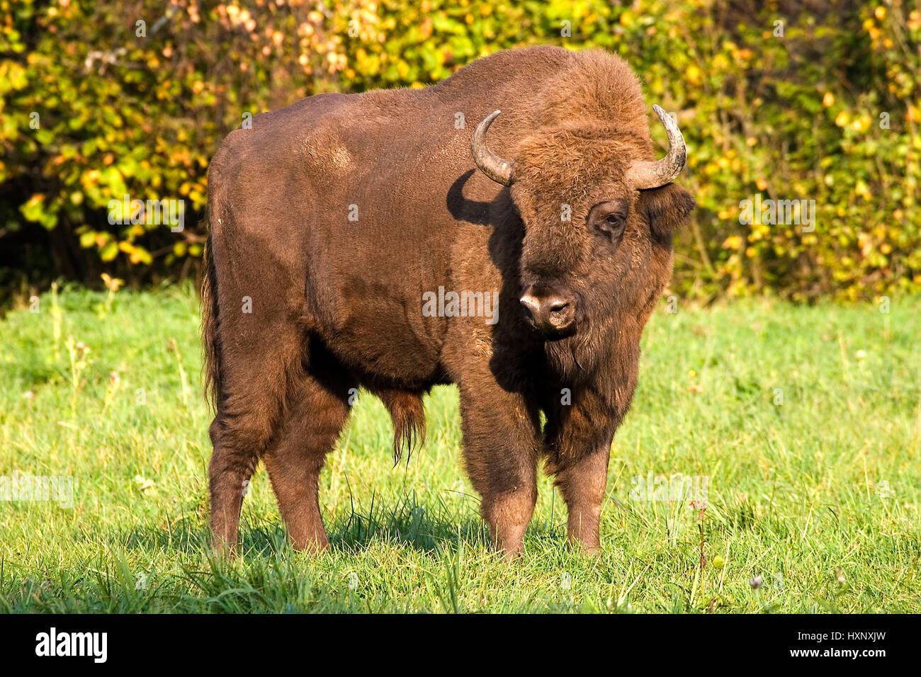 Bison Bulle, Masuren, Pole, Wisent Bulle, Masuren, Polen Stockfoto