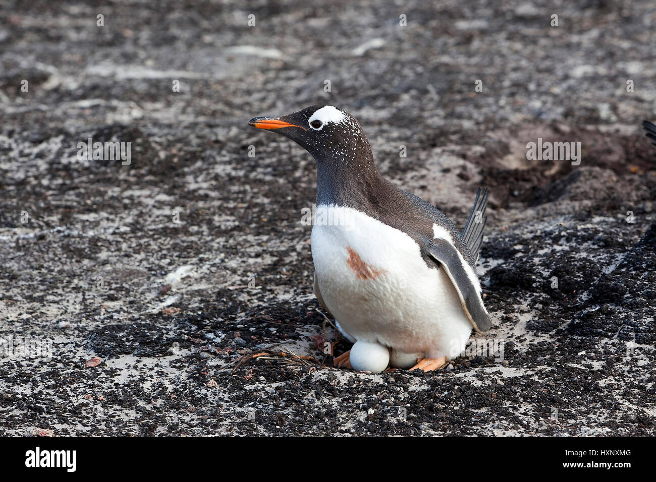 Esel-Pinguin - Antarktis, Eselspinguin - Antarktis Stockfoto