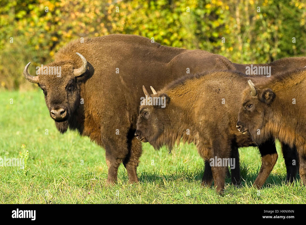 Bison Bulle, Masuren, Pole, Wisent Bulle, Masuren, Polen Stockfoto
