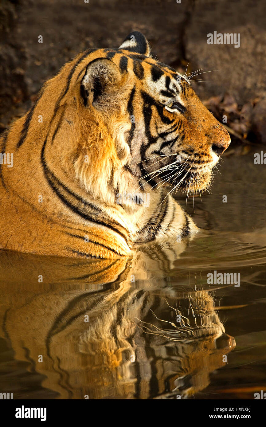 Indische Tiger - Bengal-Tiger, Indischer Tiger - Bengal-Tiger Stockfoto