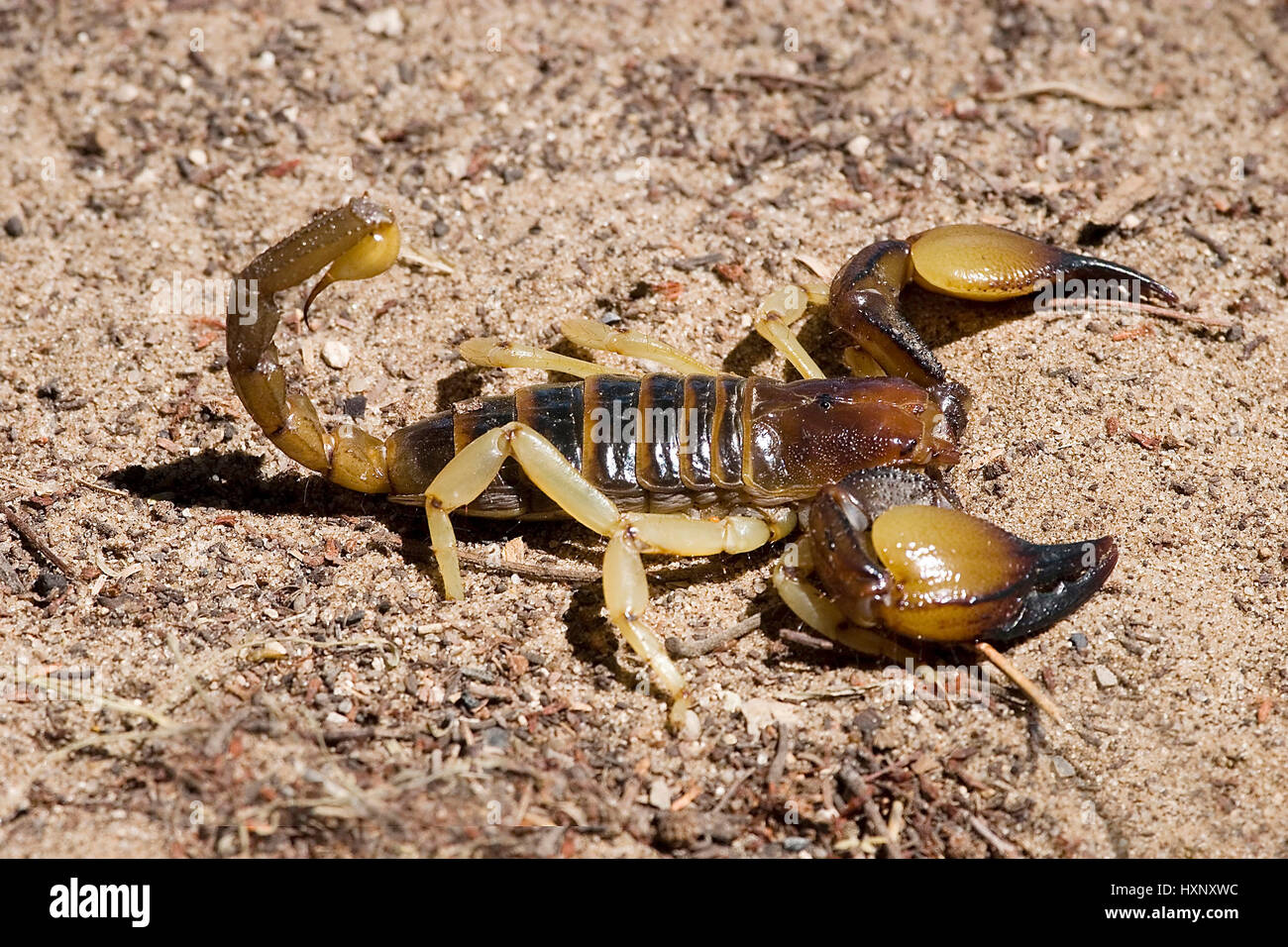 Glatten Kopf schwere Skorpion, Gattg. Opisthophhalmus, Glattkopf Grabskorpion | Gattg. Opisthophhalmus in Abwehrstellung Etosha NP Namibia Stockfoto