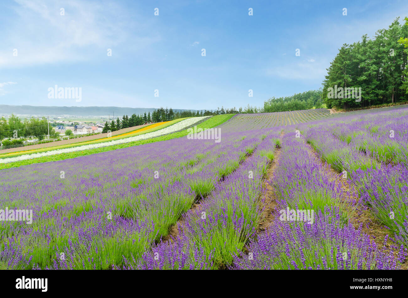 Lavendel-Feld und bunte Blumen im Sommer bei Furano Hokkaido japan Stockfoto