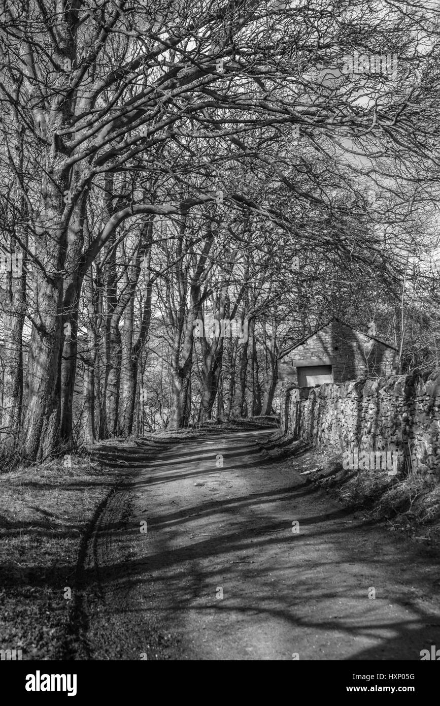 wiled Wald bösen Lane Derbyshire England UK Ray Boswell Stockfoto