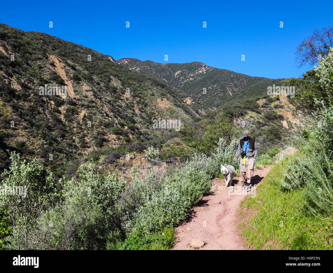 Wanderer und Hund auf dem gemütlichen Dell Trail in der Nähe von Ojai, Kalifornien Stockfoto