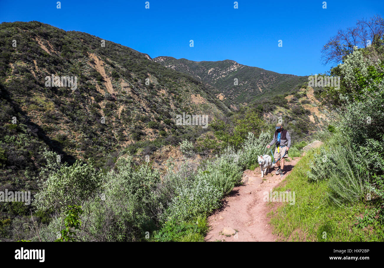 Wanderer und Hund auf dem gemütlichen Dell Trail in der Nähe von Ojai, Kalifornien Stockfoto