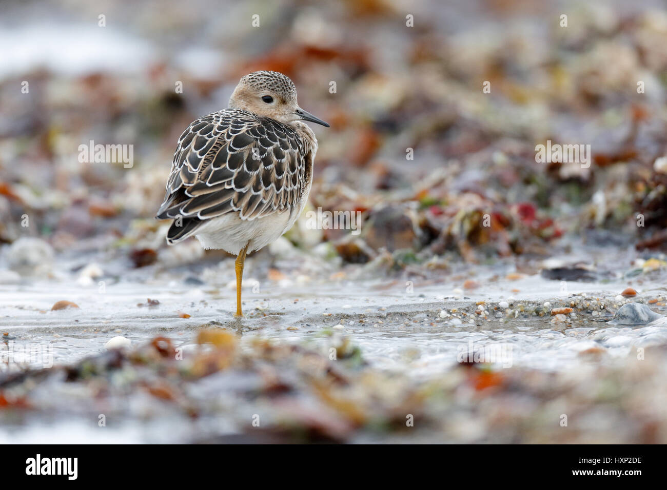 Juvenile Buff-breasted Sandpiper am Strand von Marazion in Cornwall Stockfoto