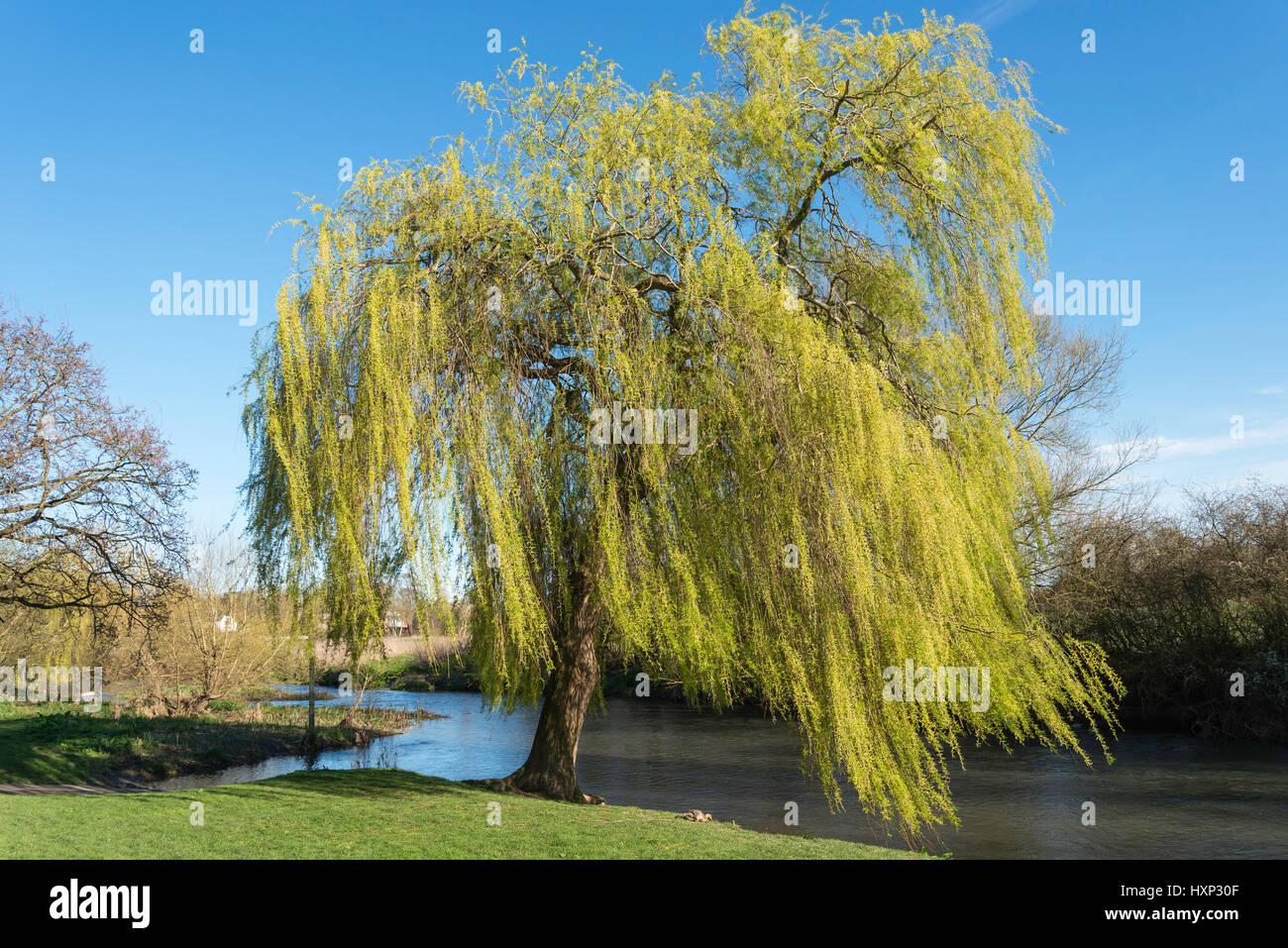 Trauerweide (Salix Babylonica) Baum am Fluss Mole, Cobham, Surrey, England, Vereinigtes Königreich Stockfoto