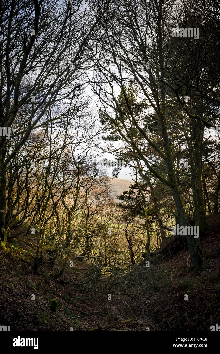Hampstead Heath, nördlich von London Stockfoto