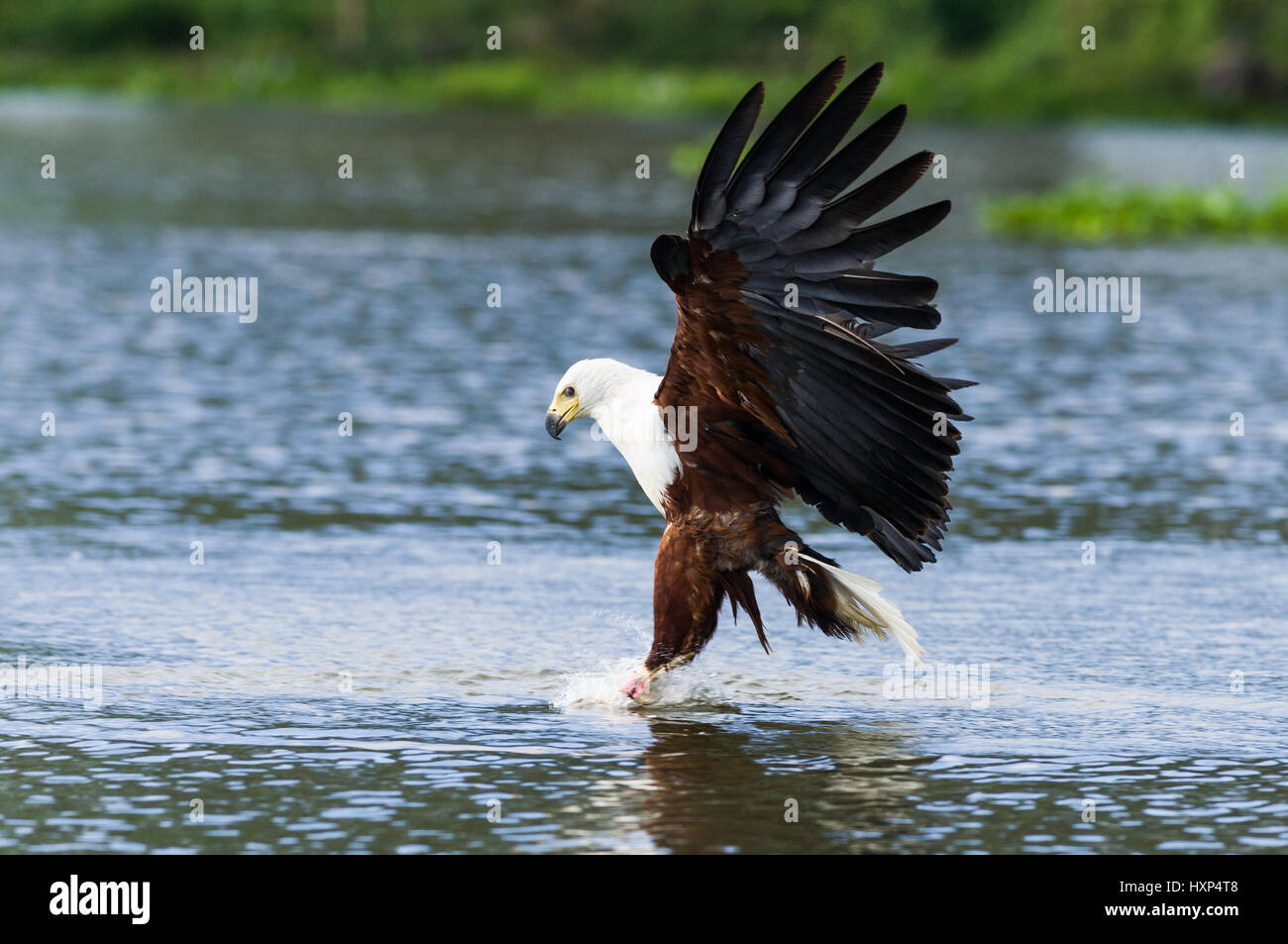 African Fish Eagle (Haliaeetus vocifer) mit Krallen in Wasser, Fische zu fangen, Fliegen, Lake Naivasha, Kenia Stockfoto