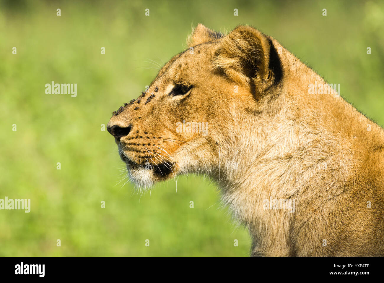 Löwe (Panthera leo) Ausruhen, Nairobi National Park, Kenia Stockfoto