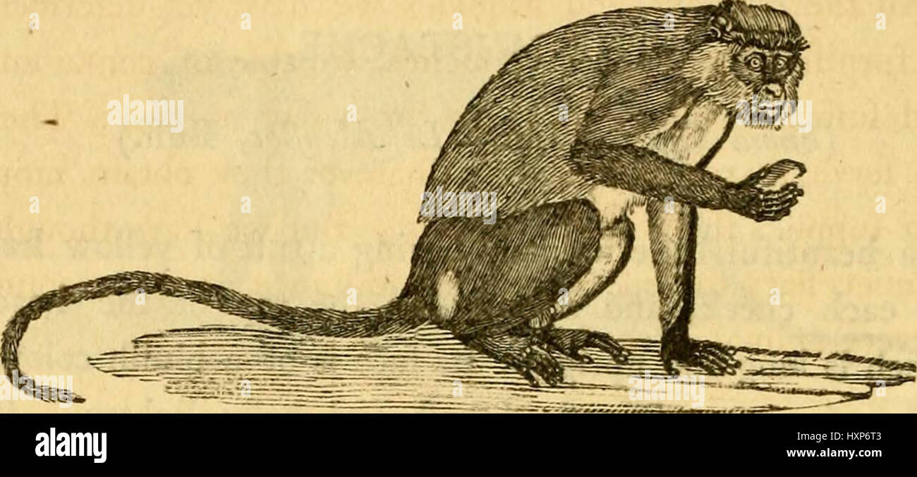 Eine allgemeine Geschichte der Vierbeiner: die Zahlen eingraviert auf Holz 1800 Stockfoto