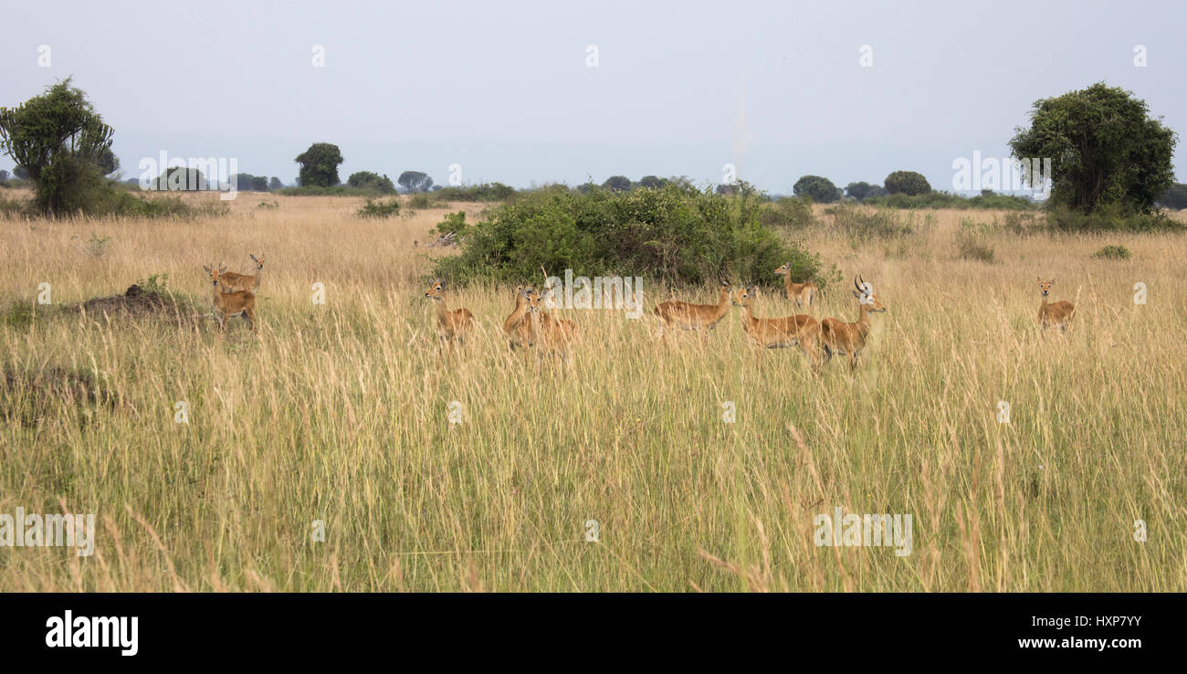 Gruppe von männlichen und weiblichen Kob-Antilope in hohen Gräsern in Queen Elizabeth National Park, Uganda. Stockfoto