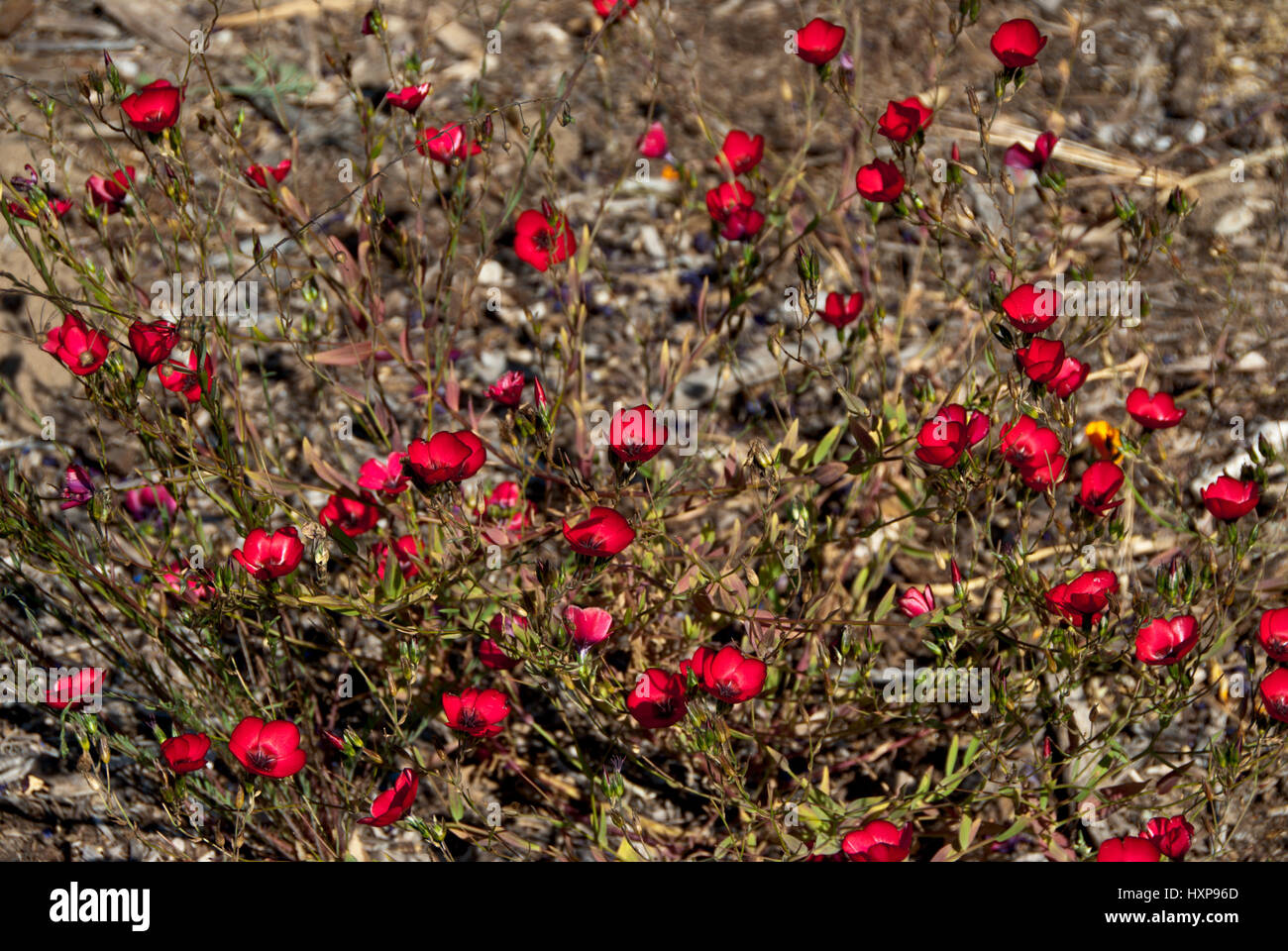 California wilflowers Stockfoto