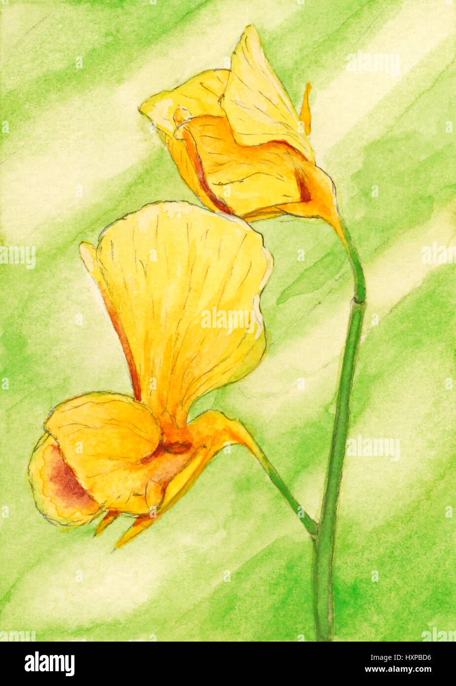 Erbse (Pisum Sativum) Blumen. Gouache-Malerei auf Papier. Stockfoto