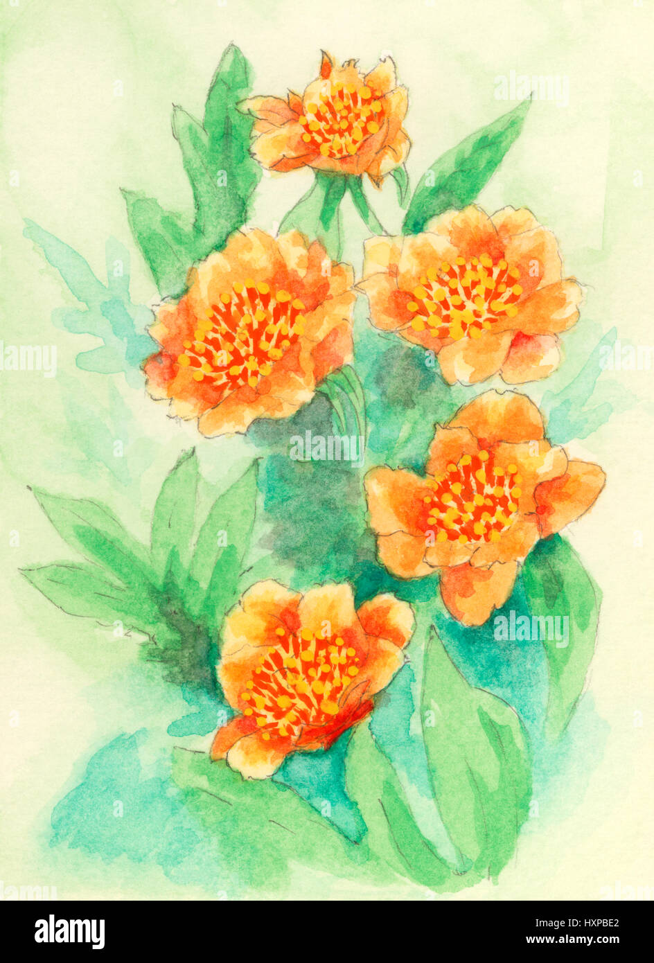 Pfingstrosen (Paeonia) Blumen. Gouache-Malerei auf Papier. Stockfoto