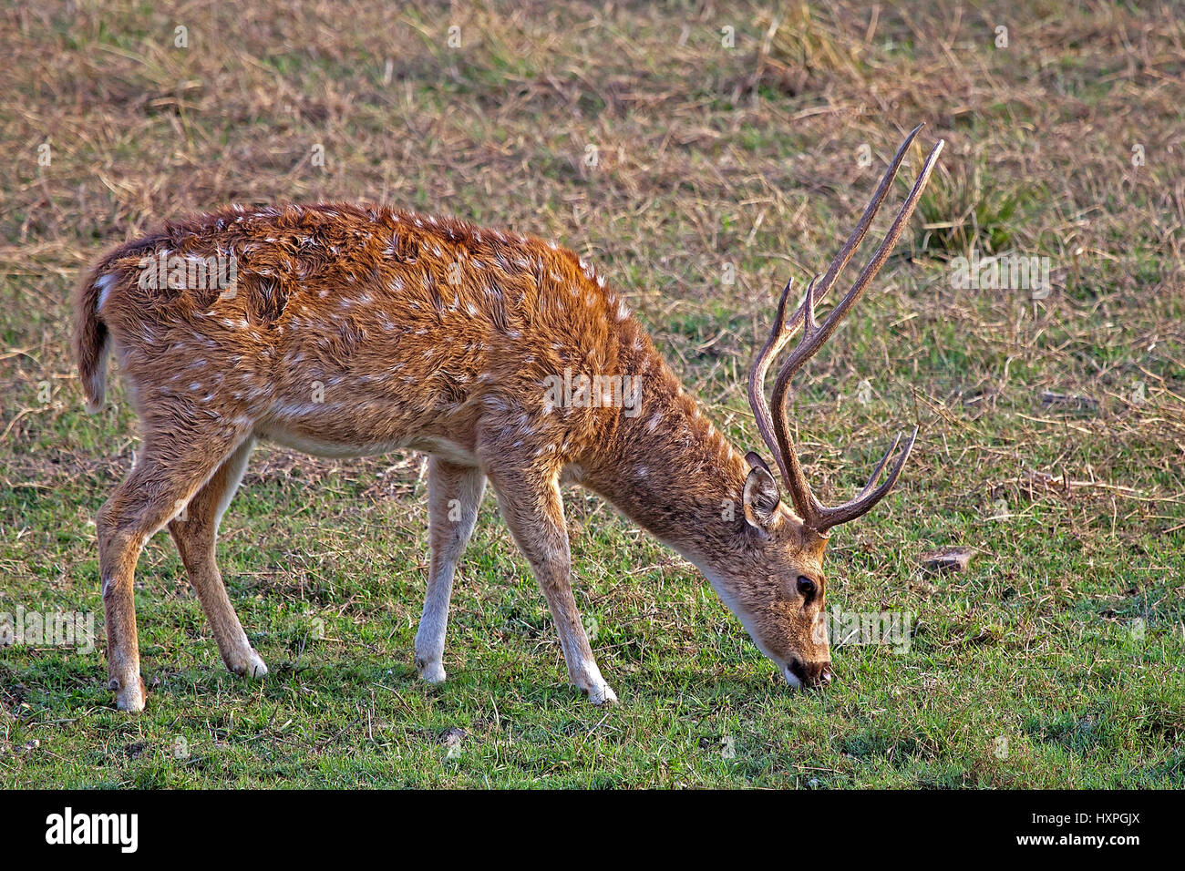 Axishirsch während Weiden, Axishirsch Beim Grasen Stockfoto