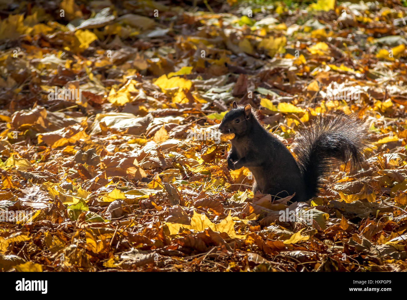 Schwarzen Eichhörnchen im Herbst Blätter von Queens Park - Toronto, Ontario, Kanada Stockfoto