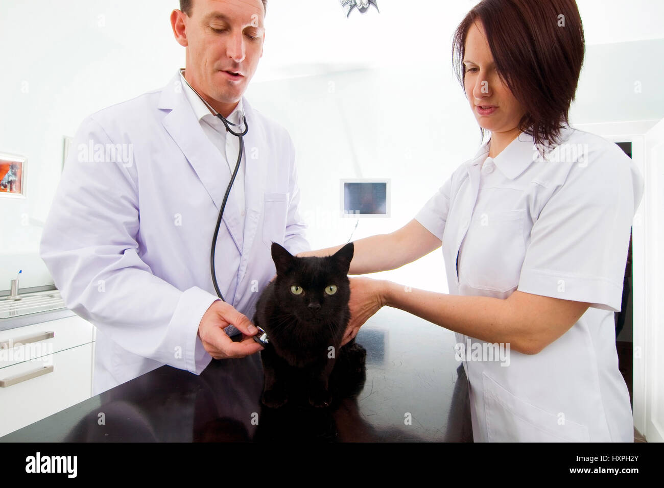 Tierarzt und Assistent untersuchen Katze (Mr), Tierarzt Und Assistentin Untersuchen Katze (Mr) Stockfoto