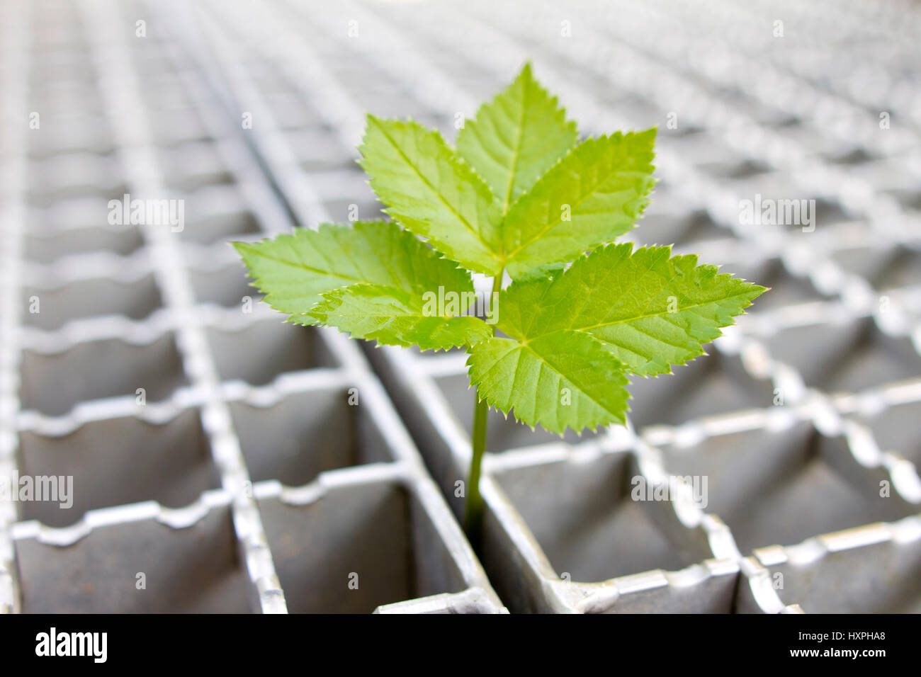 Pflanze wächst aus Gitter, Pflanze Wächst aus Gitterrost Stockfoto