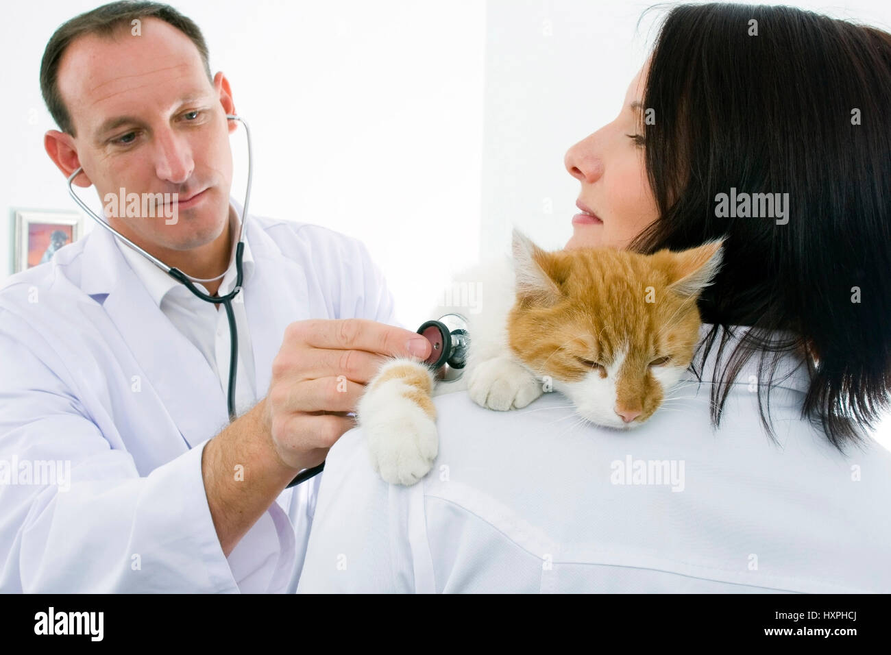 Tierarzt und Assistent untersuchen Katze (Mr), Tierarzt Und Assistentin Untersuchen Katze (Mr) Stockfoto