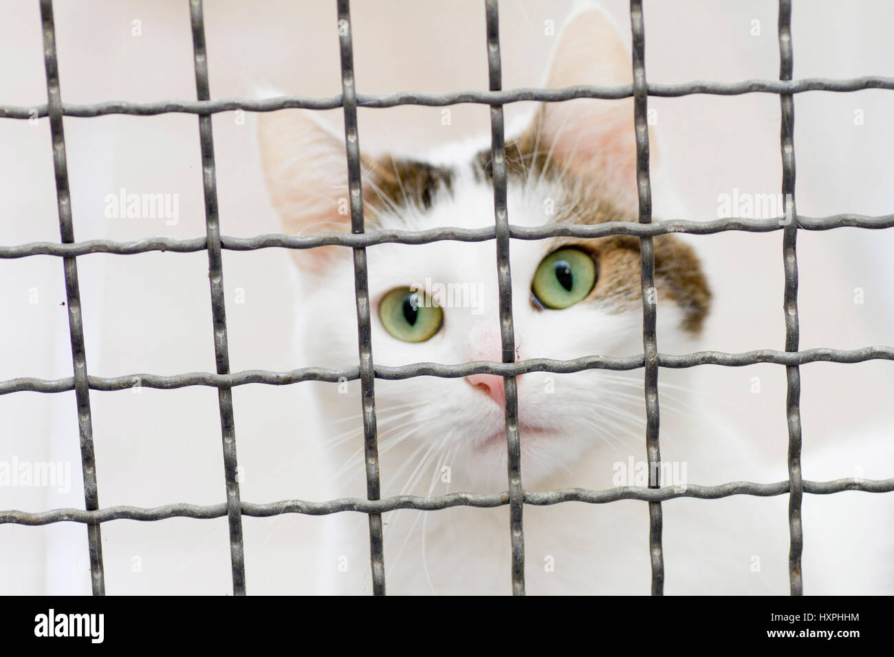 Katze auf das Tier nach Hause, Katze Im Tierheim Stockfoto