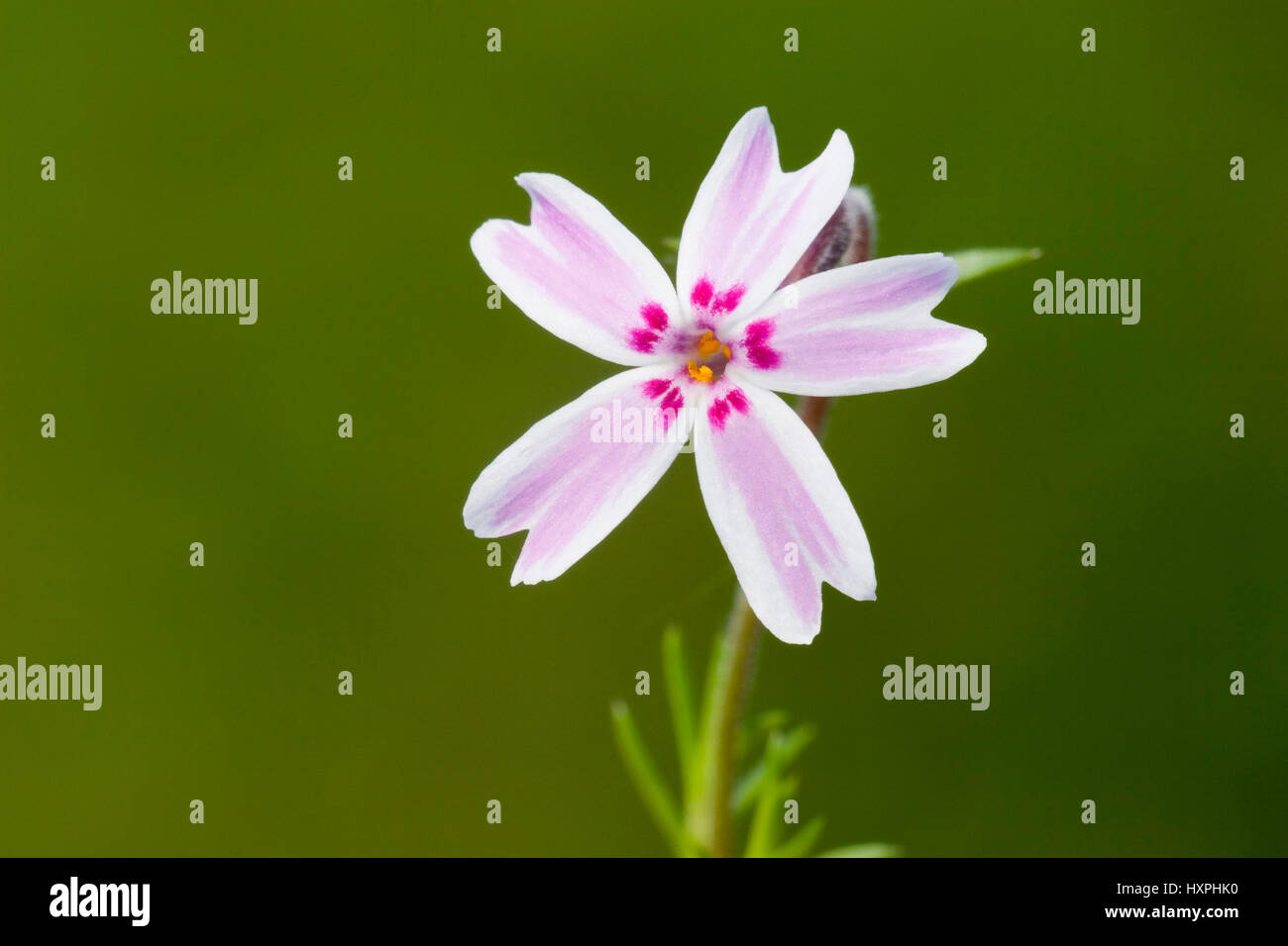 Teppich-Phlox, Phlox Subulata, Bestellung Heidekraut-ähnliche (Ericales), Familie Kraut Pflanzen (Polemoniaceae) sperren, geben Sie Phloxe (Phlox), Teppich-Phlox, Phlox Sub Stockfoto