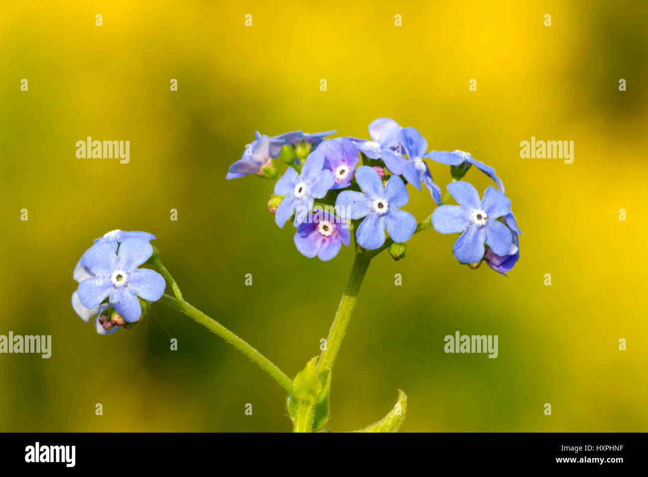 Caucasus Vergissmeinnicht Brunnera Macrophylla blau, Kaukasusvergissmeinnicht, Brunnera Macrophylla blau Stockfoto