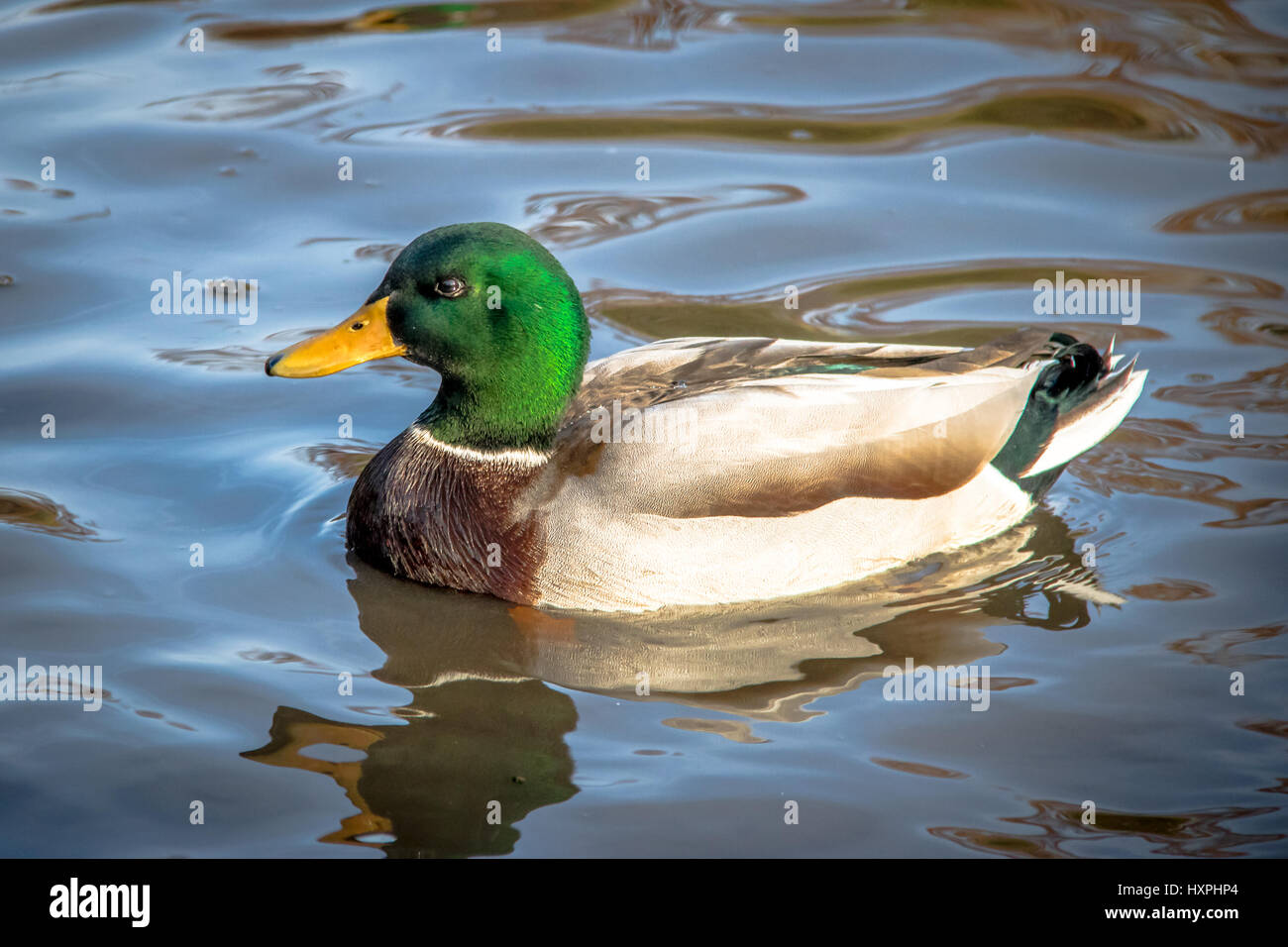 Männliche Stockente Enten schwimmen in einem Teich der High Park - Toronto, Ontario, Kanada Stockfoto