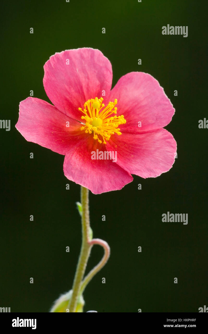 "Solar Röschen; Helianthemum hybride rosa ones', Sonnenröschen; Helianthemum Hybride Rosa Stockfoto