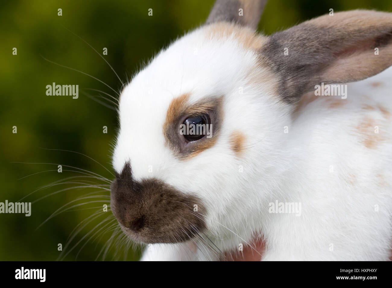 Hasen Englisch Schecken Thuringian Bunt Kaninchen Englische Schecken Thuringerfarbig Stockfotografie Alamy