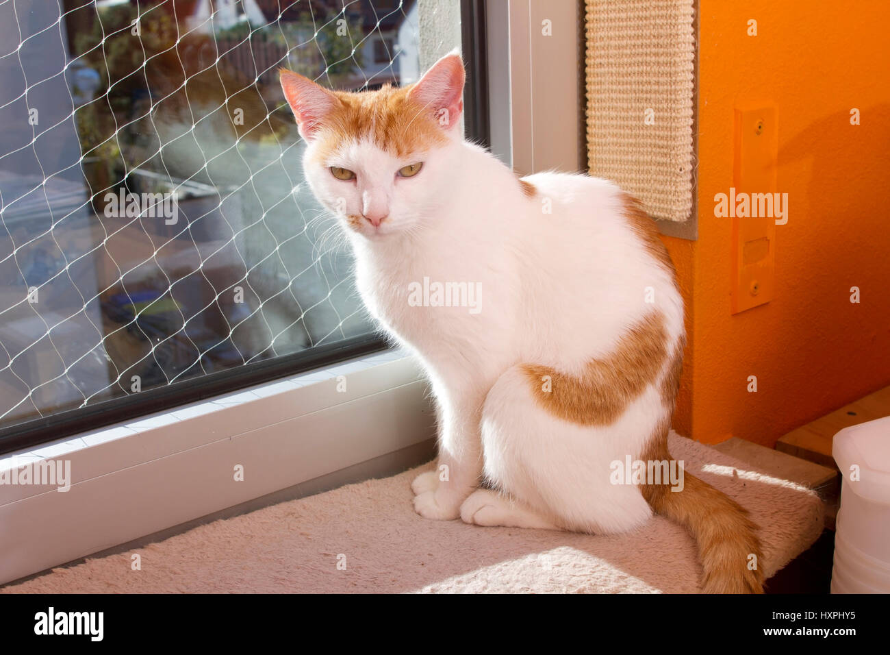 Katze am Fenster, Katze bin Fenster Stockfoto