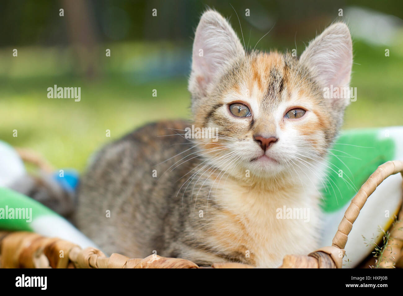 junge Katze döst, Junge Katze döst Stockfoto